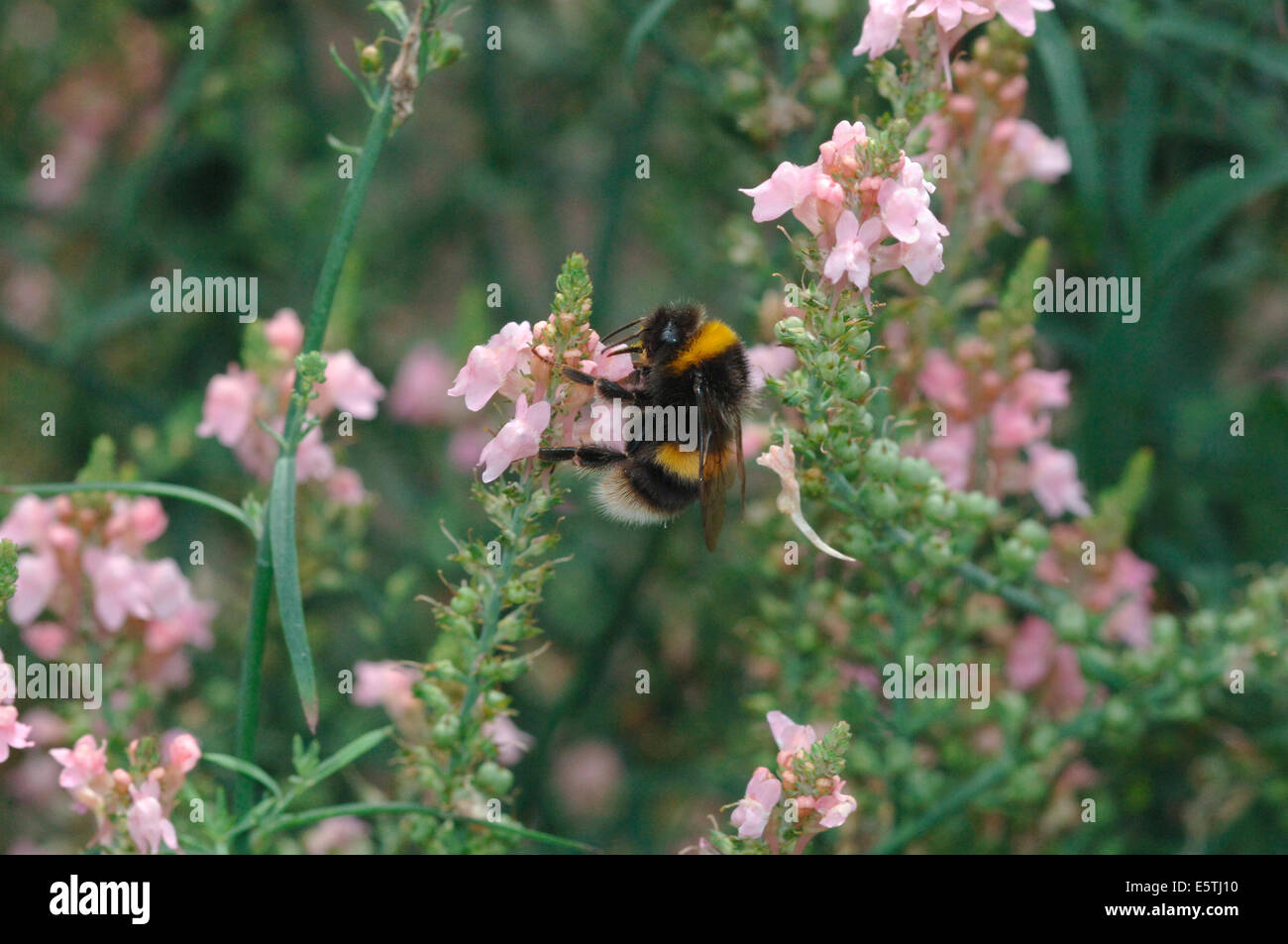 A Buff-Tailed Bumble Bee On A Pink Colored Flower.(Bombus terrestris). Stock Photo