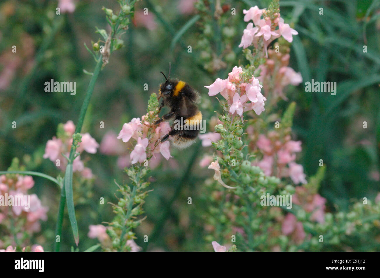 A Buff-Tailed Bumble Bee On A Pink Colored Flower.(Bombus terrestris). Stock Photo