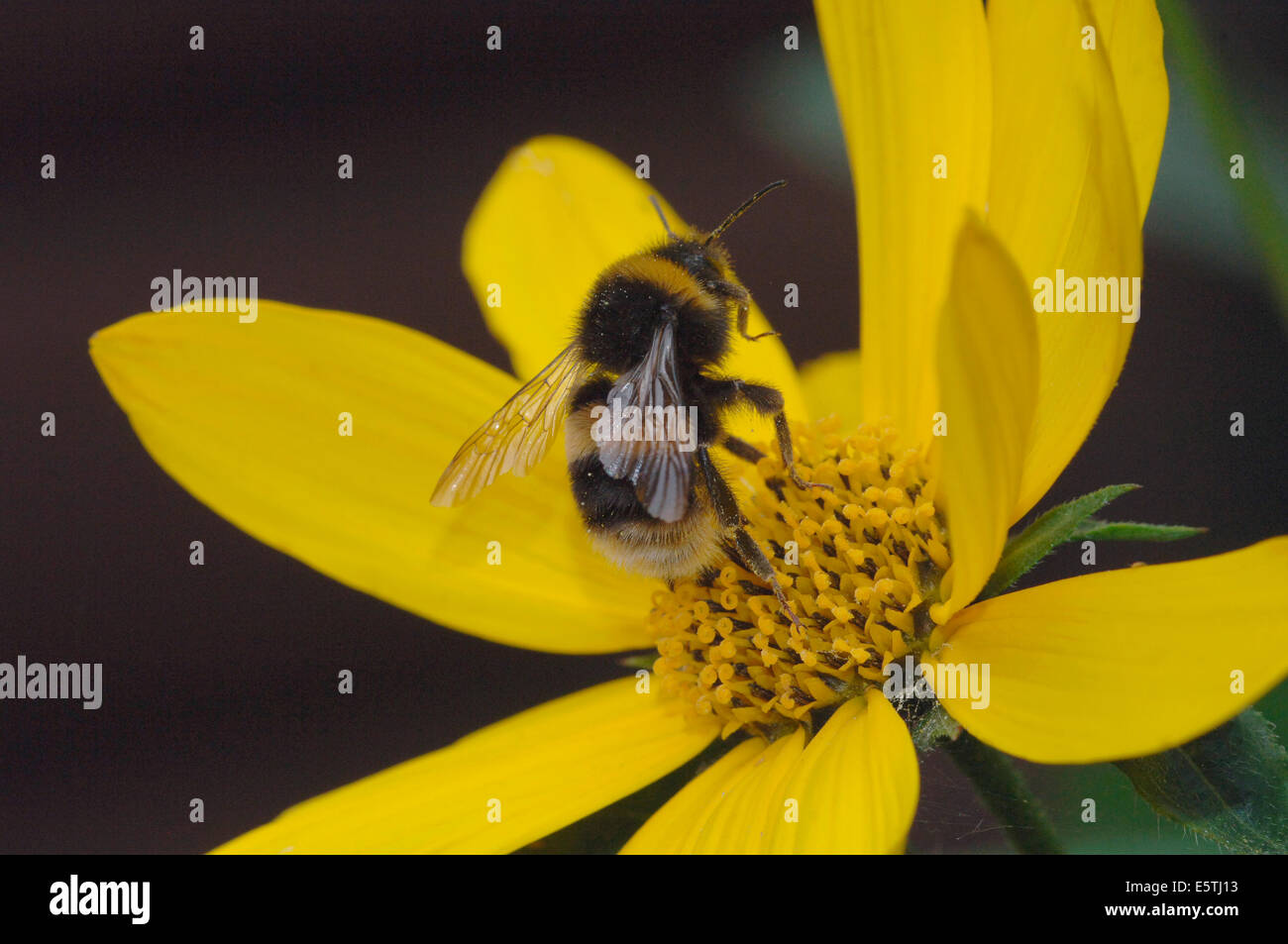 A Buff-Tailed Bumble Bee On A Yellow Daisy Flower.(Bombus terrestris). Stock Photo