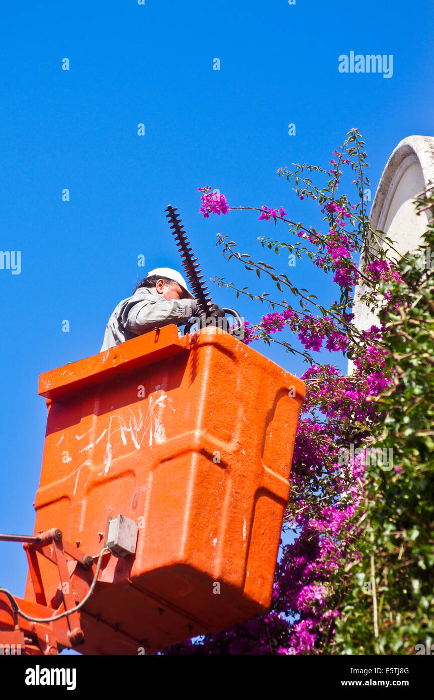 A contractor trimming purple bougainvillea flowers from Kos indoor market hall,  1935, Eleftherias Square,  Kos Town, Kos Greece Stock Photo