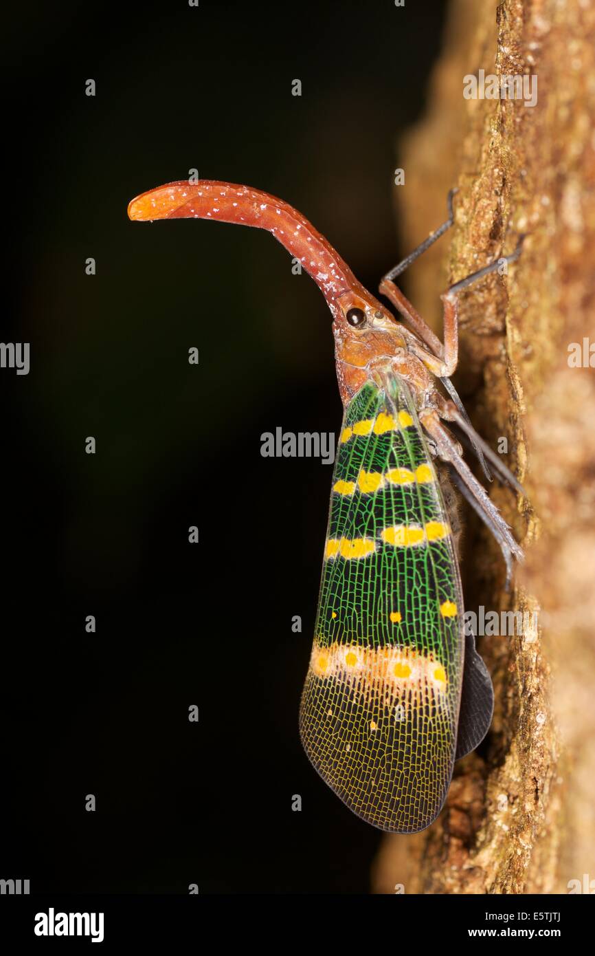 Pyrops hi-res stock photography and images - Alamy