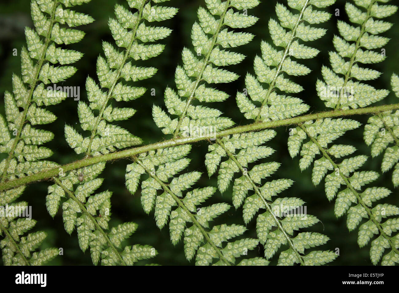 Soft Shield Fern Polystichum setiferum sporangia Stock Photo