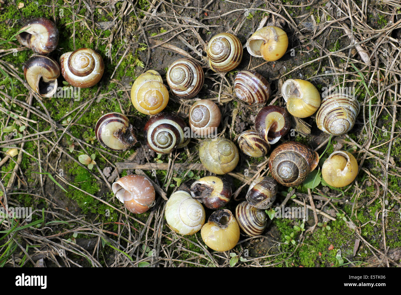 Empty Shells Of White-lipped Banded Snail Cepaea hortensis Eaten By A Song Thrush Turdus philomelos Stock Photo