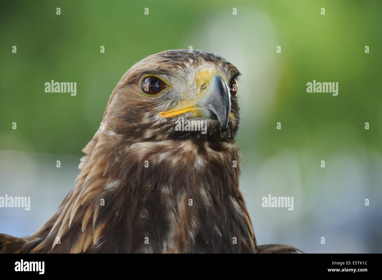 Golden Eagle, hunting demonstration Stock Photo Alamy