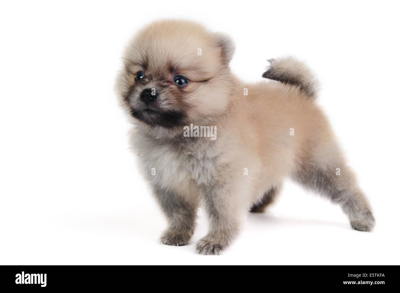 Pomeranian cream puppy Stock Photo