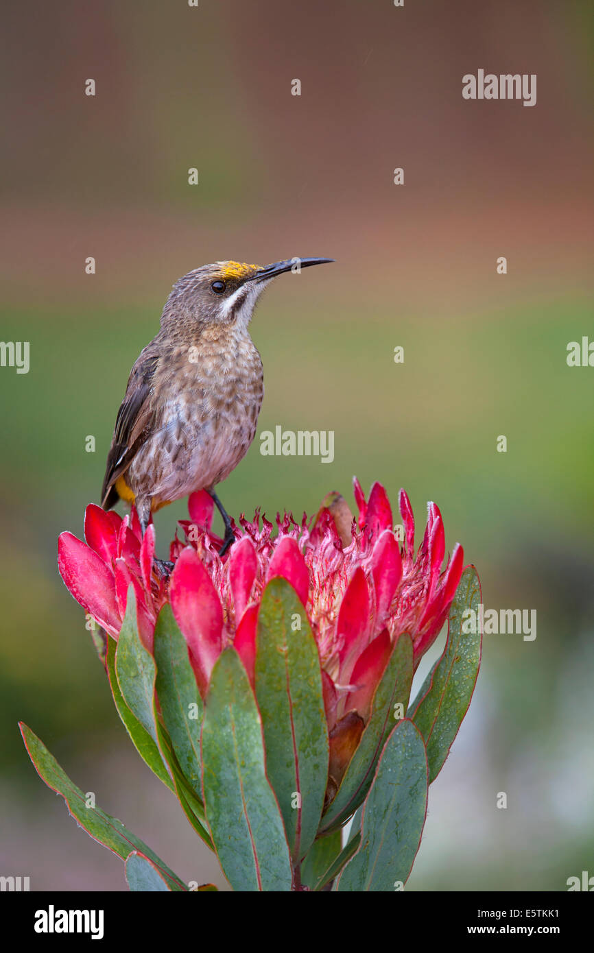 Cape Sugarbird on protea Stock Photo