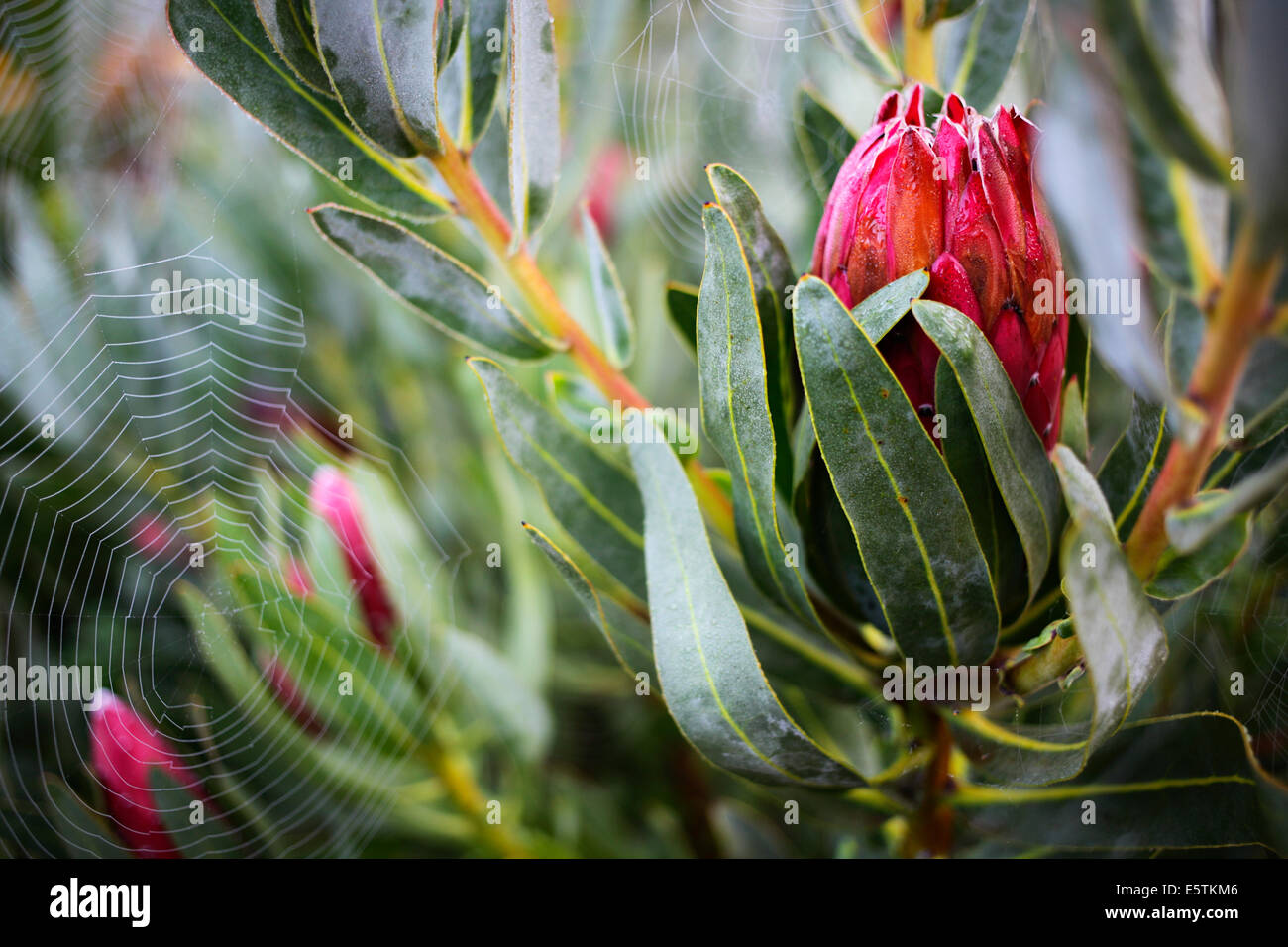 Protea obtusifolia and spiderwebs Stock Photo