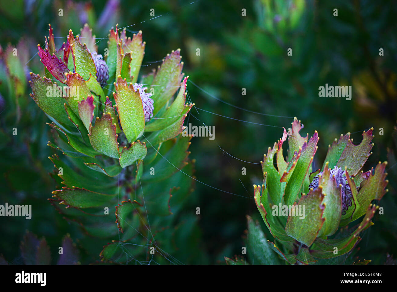 Fynbos Leucospermum and spiderweb Stock Photo