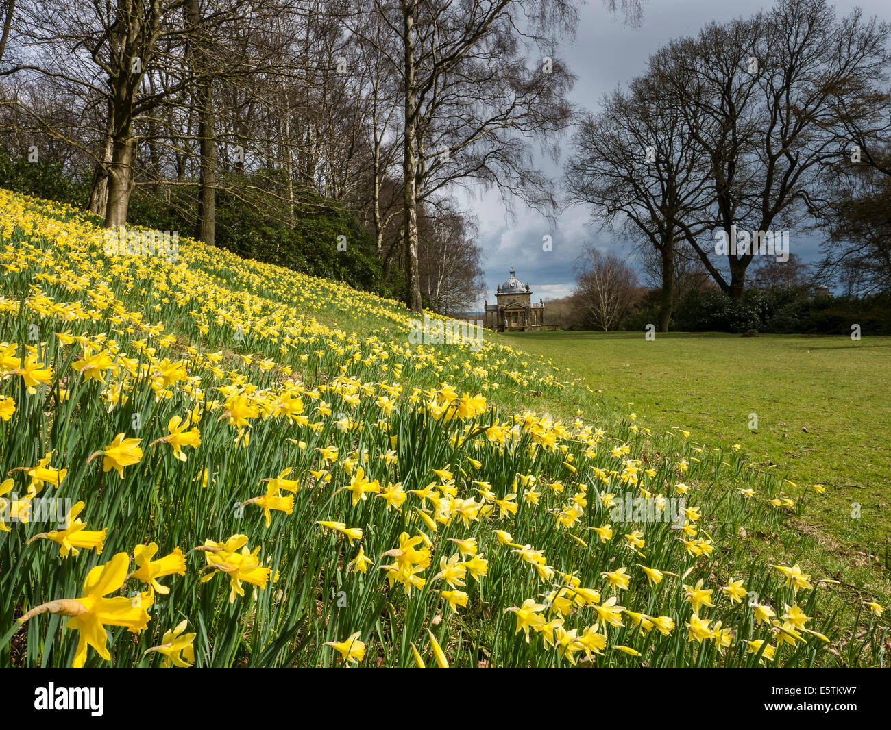 Daffodil time at Castle Howard, near Malton, North Yorkshire. The Temple of the Four Winds Stock