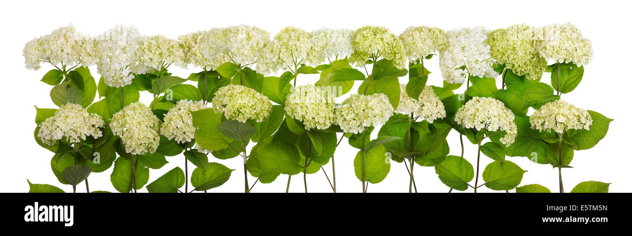 Isolated tragic mourning white and green magnificent clusters of flowers big line Stock Photo