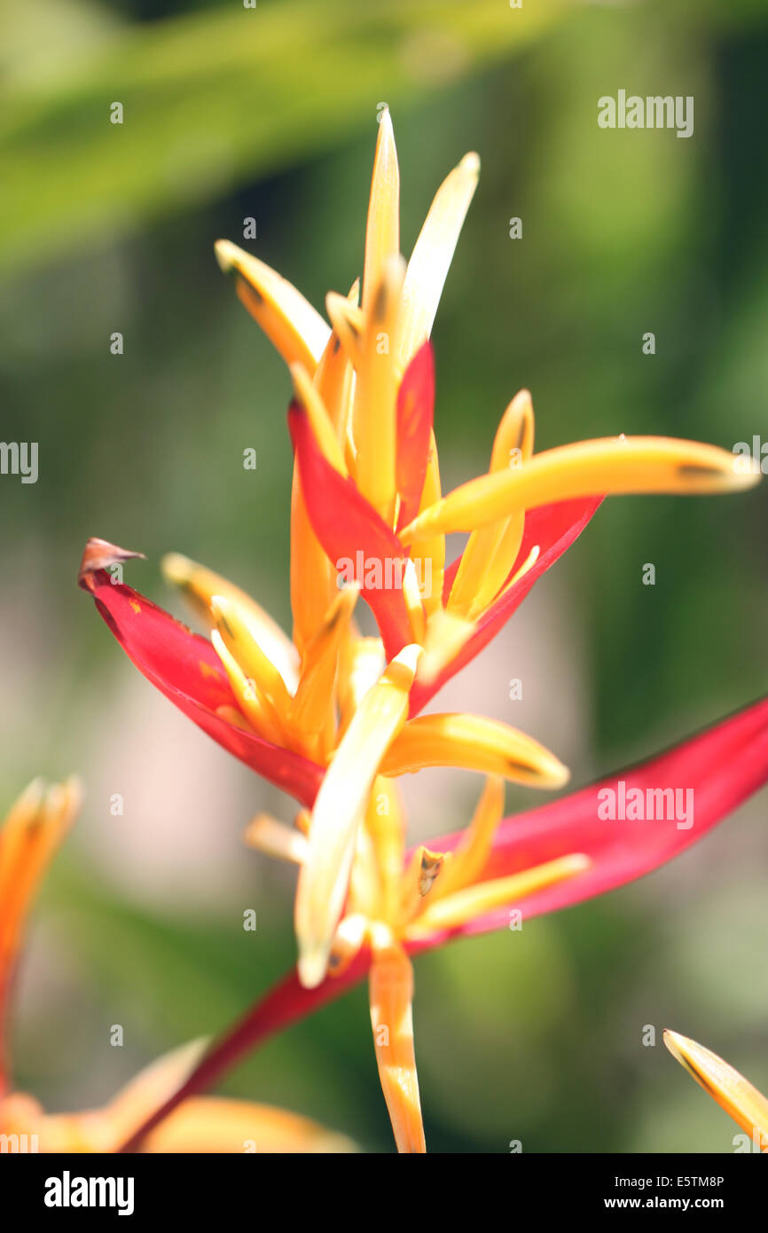 Red mix yellow color of flowers in the garden. Stock Photo