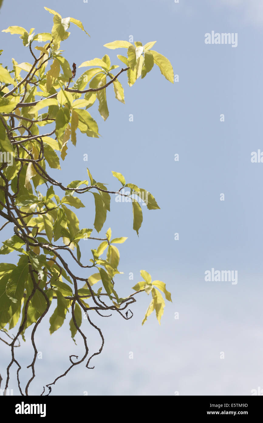 Green leaves on a blue sky background Stock Photo - Alamy
