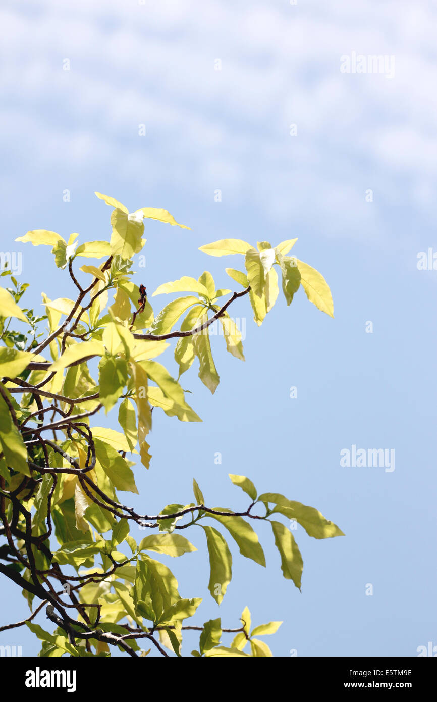 Green leaves on a blue sky background Stock Photo - Alamy