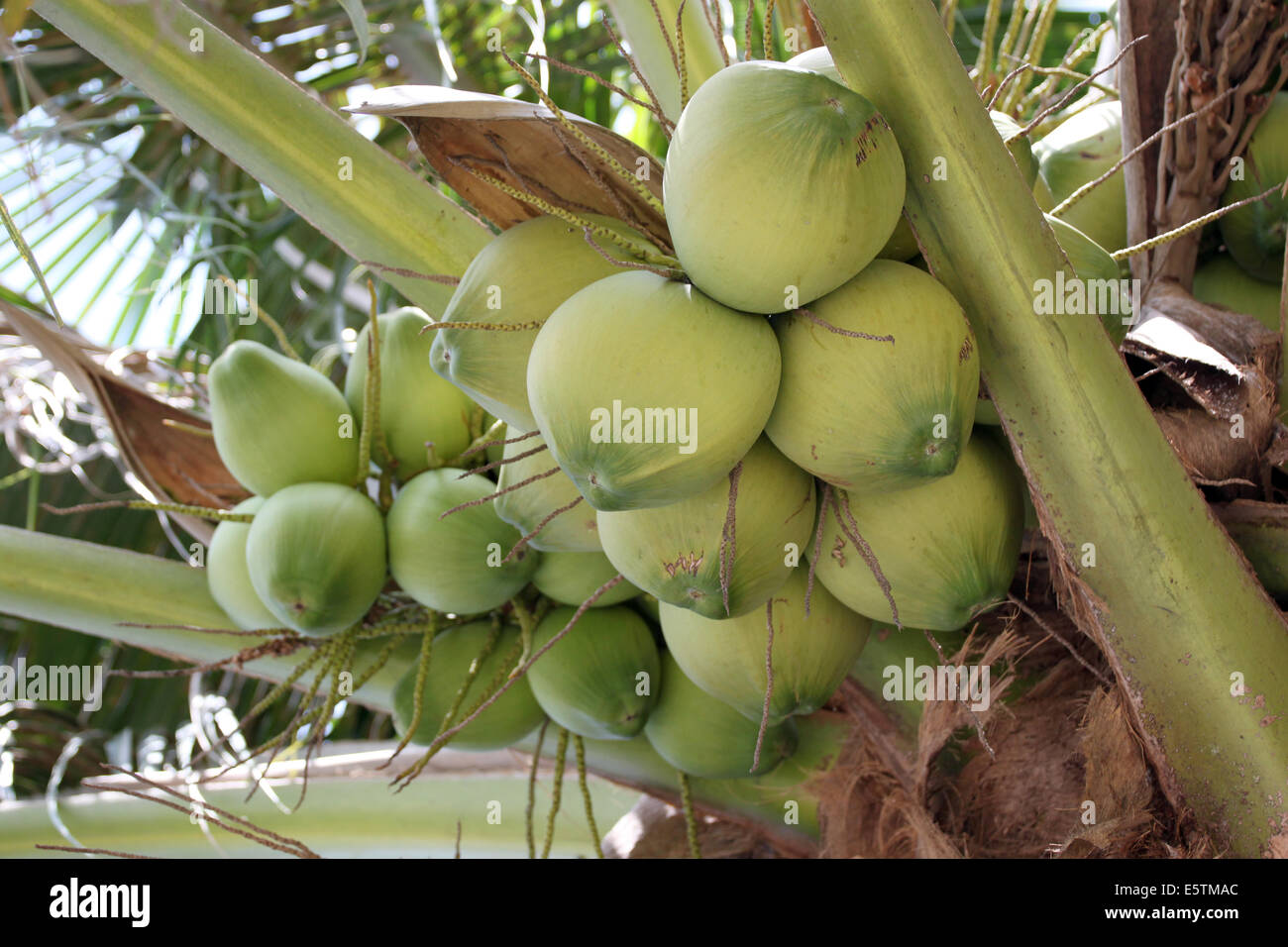 coconut trees are fruiting in the garden. Stock Photo