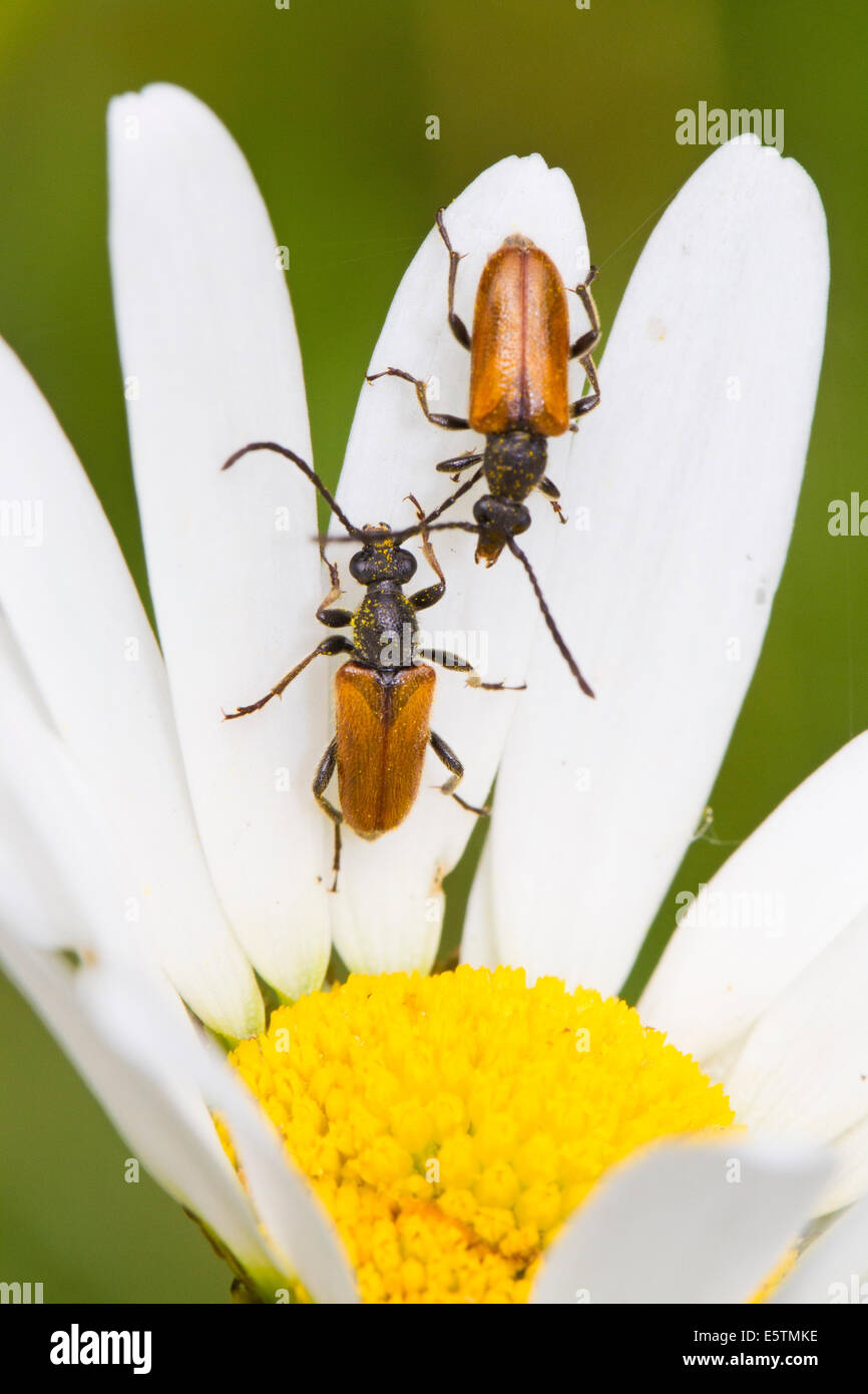 Longhorn Beetles on ox-eye daisy Stock Photo