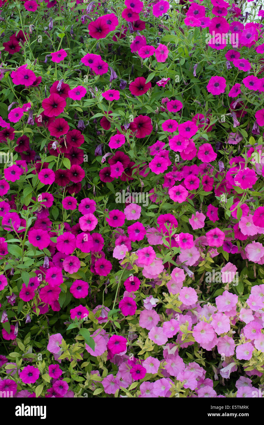 Wave petunias High Resolution Stock Photography and Images Alamy