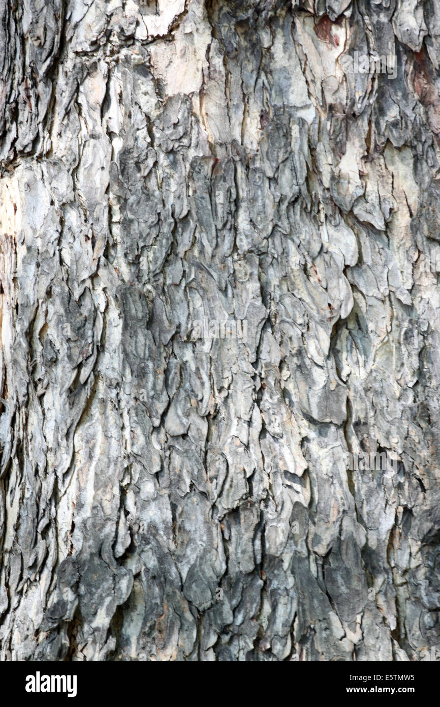Textured of the old trees for the natural background. Stock Photo