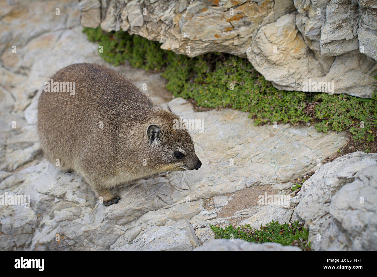 Dassie rat hires stock photography and images Alamy