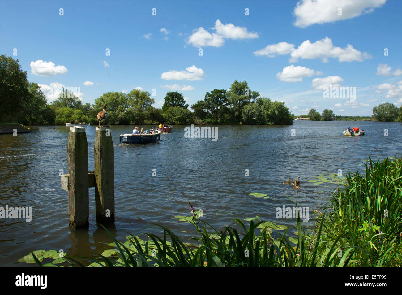 The river Vecht in the Netherlands with boats and Egyptian geese on a sunny summer day Stock Photo