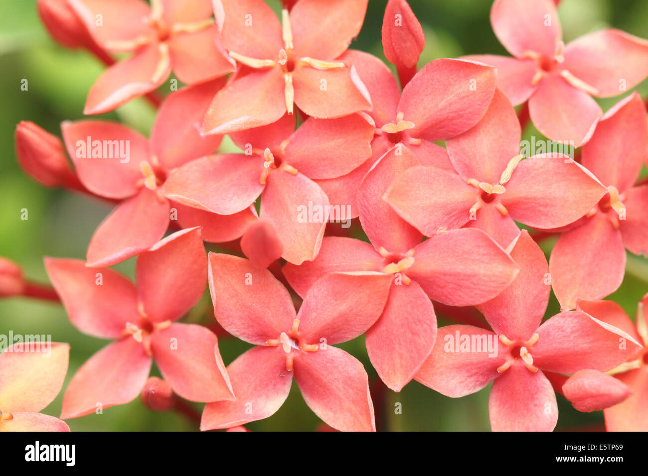 Rubiaceae of red flower in the garden for natural background. Stock Photo