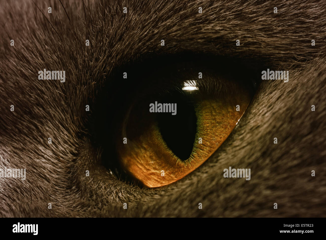 The yellow cat's eye extreme macro Stock Photo Alamy