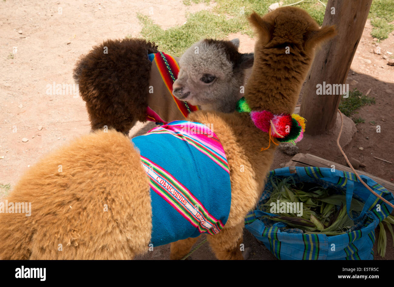 Two young Llama foals in the shade with brightly coloured cloth to amuse tourists. Stock Photo