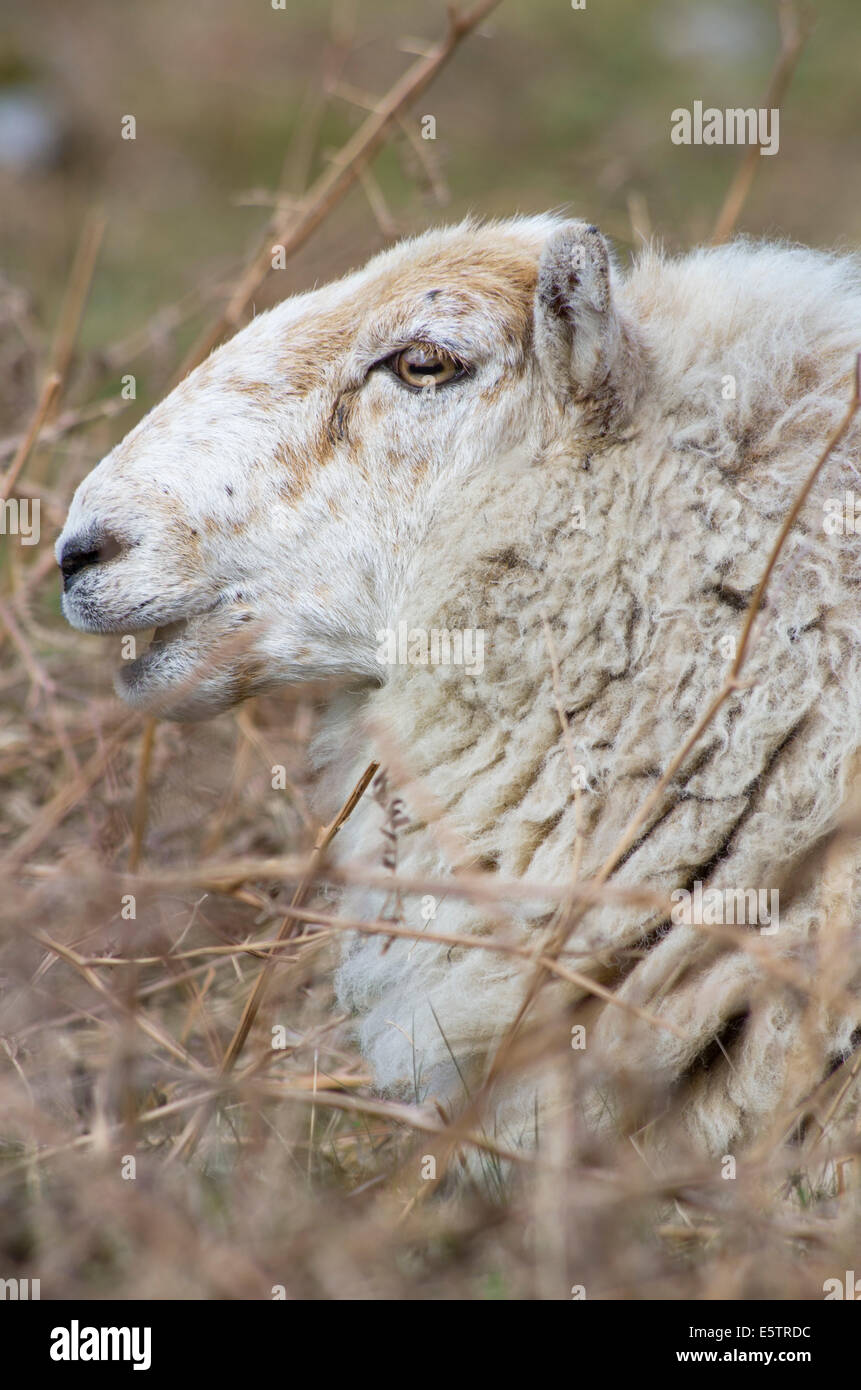 Welsh mountain sheep hires stock photography and images Alamy