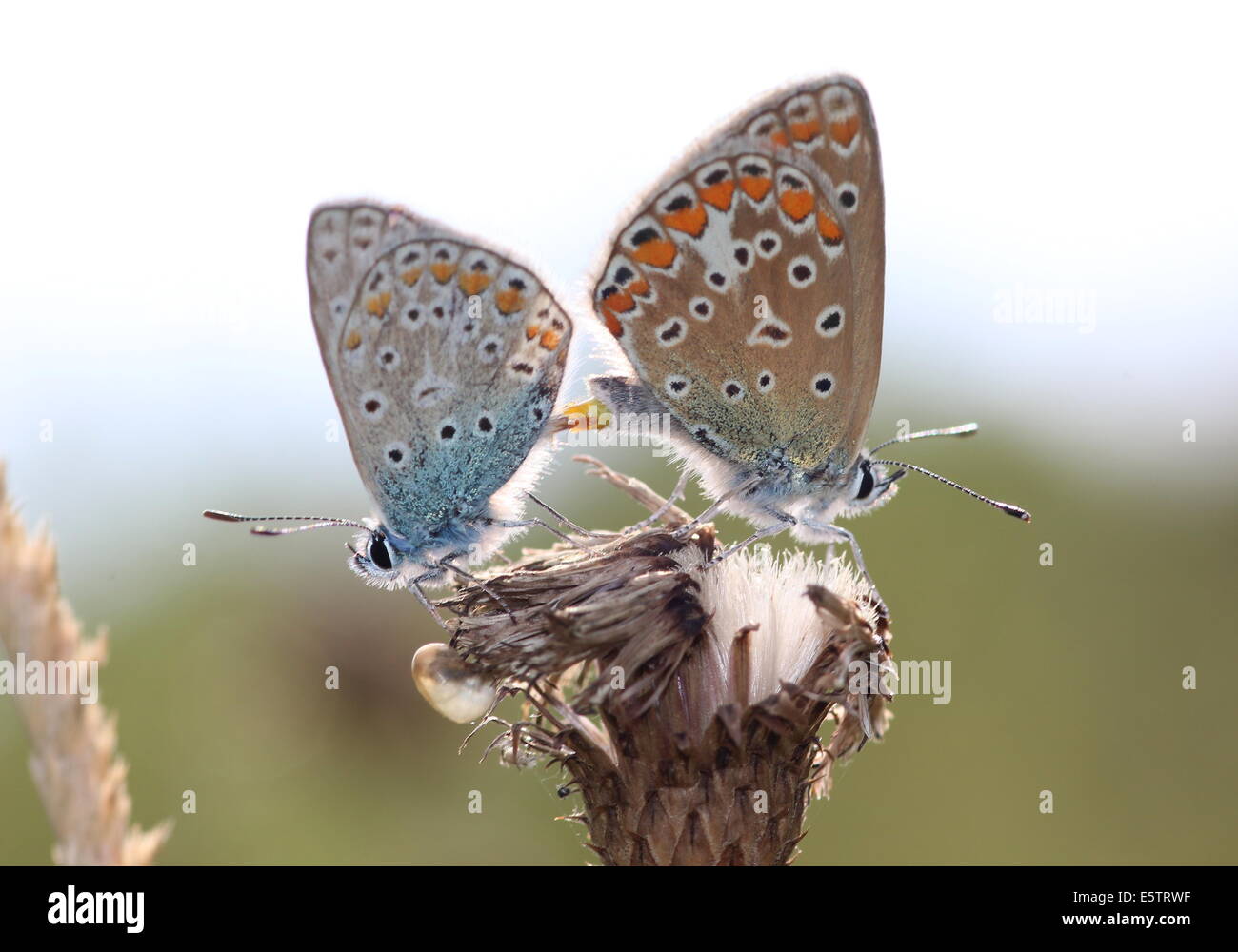 Male and female European Common Blue butterflies (Polyommatus icarus) mating Stock Photo