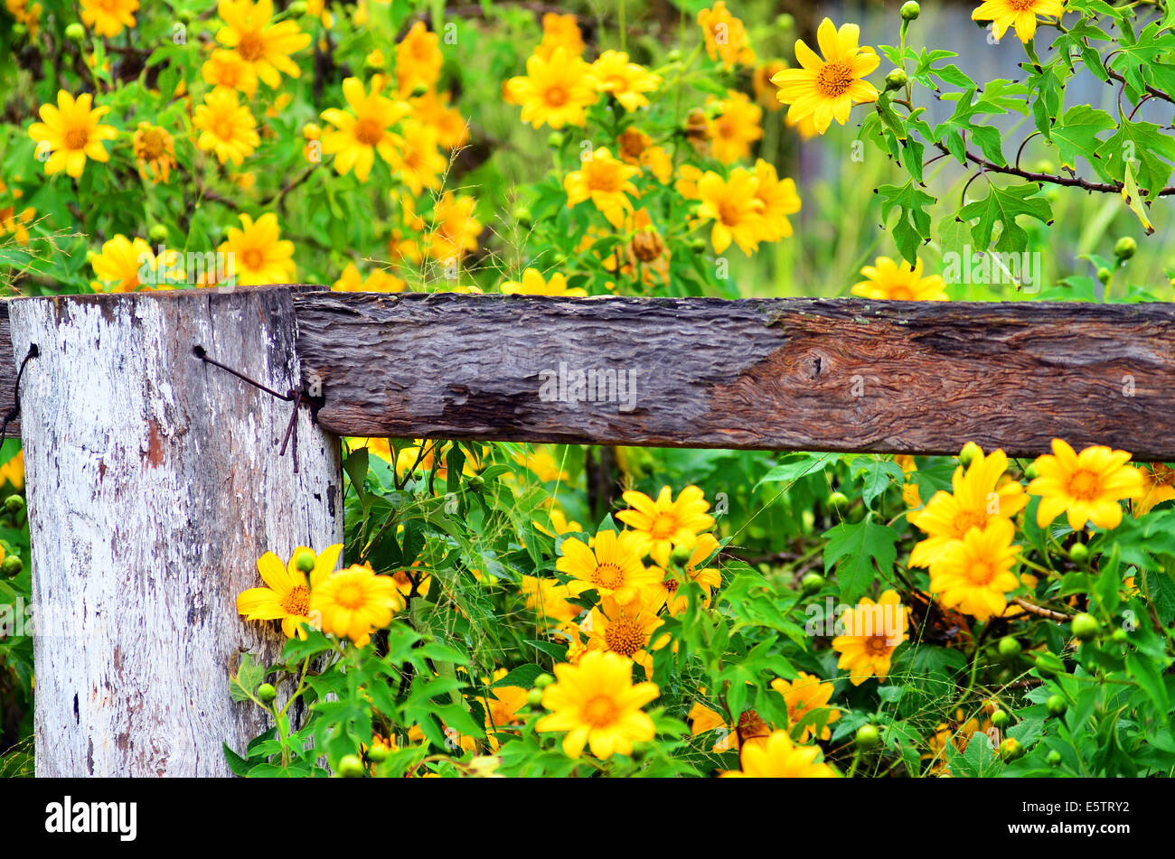Fence post flowers hi-res stock photography and images - Alamy