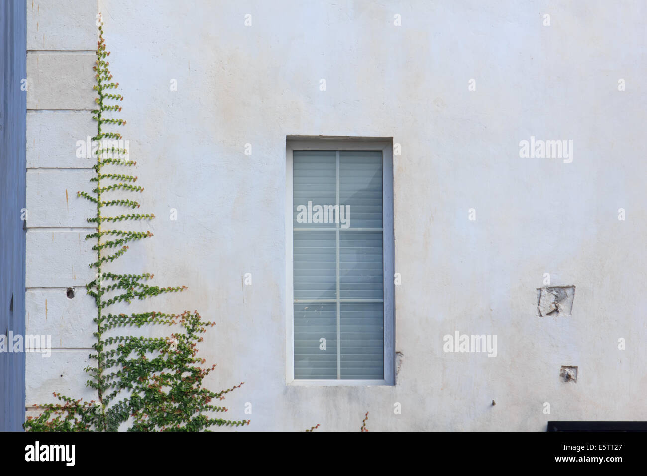 Creeper on the building walls Stock Photo Alamy