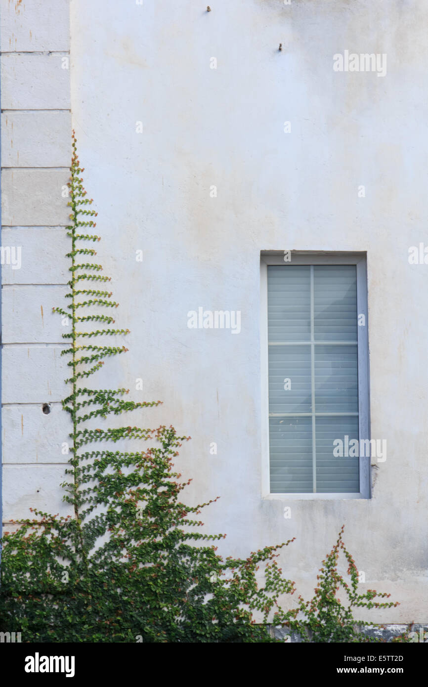 Creeper on the building walls Stock Photo Alamy