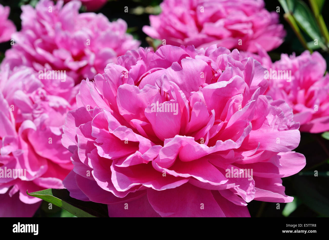 Pink flowers of peony Stock Photo