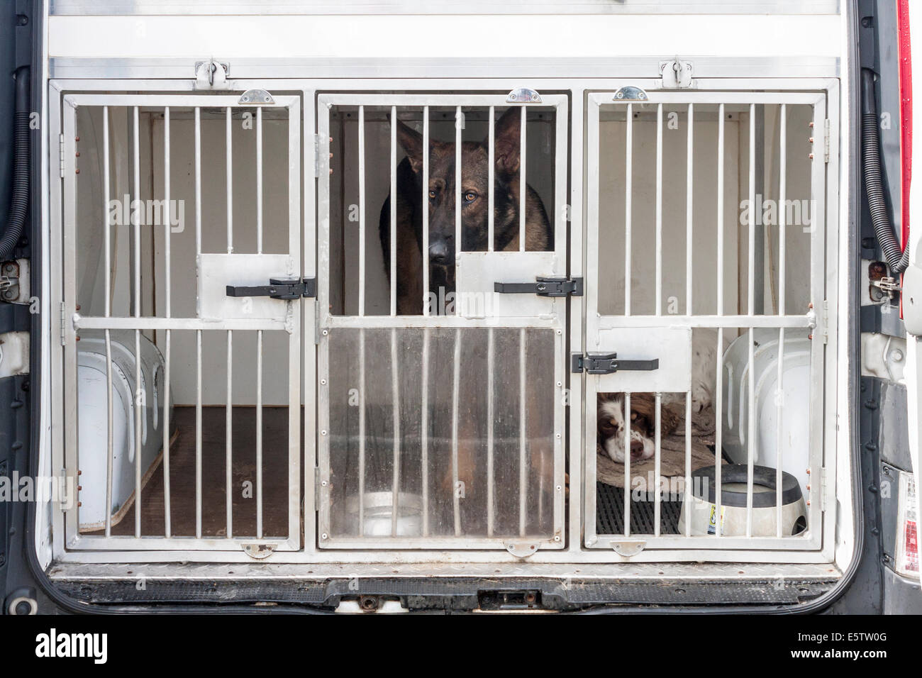 Police dogs in the back of a police van Stock Photo