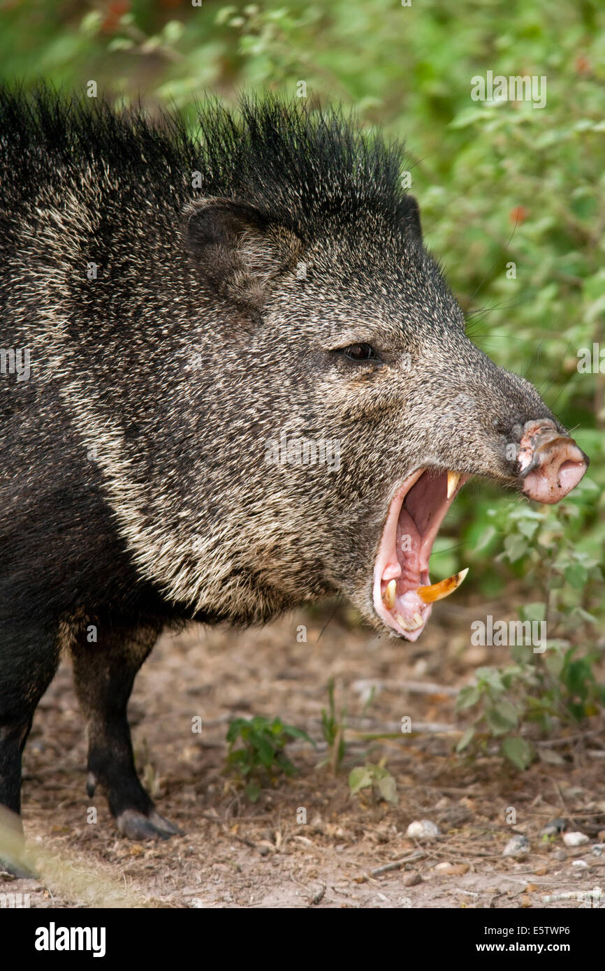 Javelina or Collared Peccary Camp Lula Sams Brownsville, Texas USA