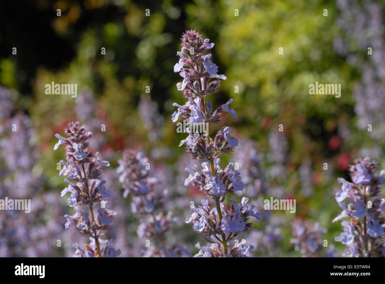 Salvia x sylvestris hi-res stock photography and images - Alamy