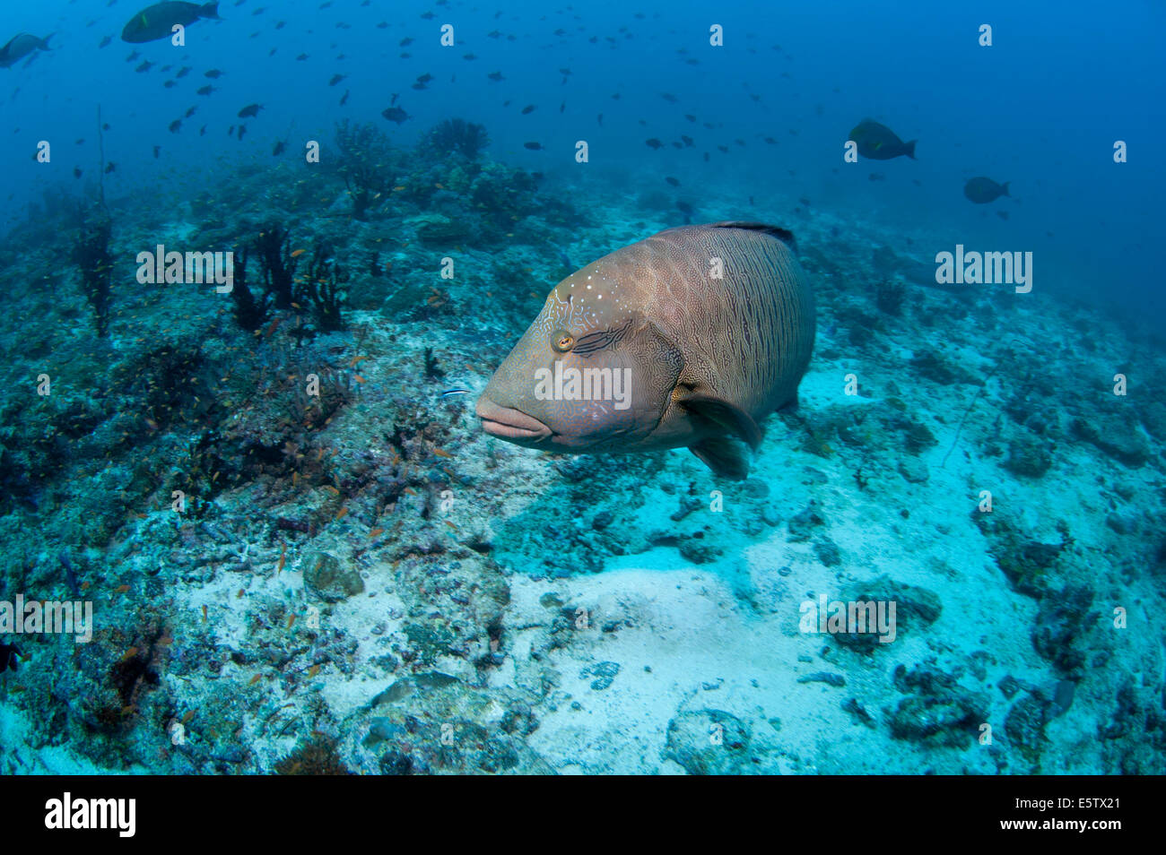 Solitary Napolean Wrasse in Kandoomaa Thila, south Male' Atoll in Maldives Stock Photo