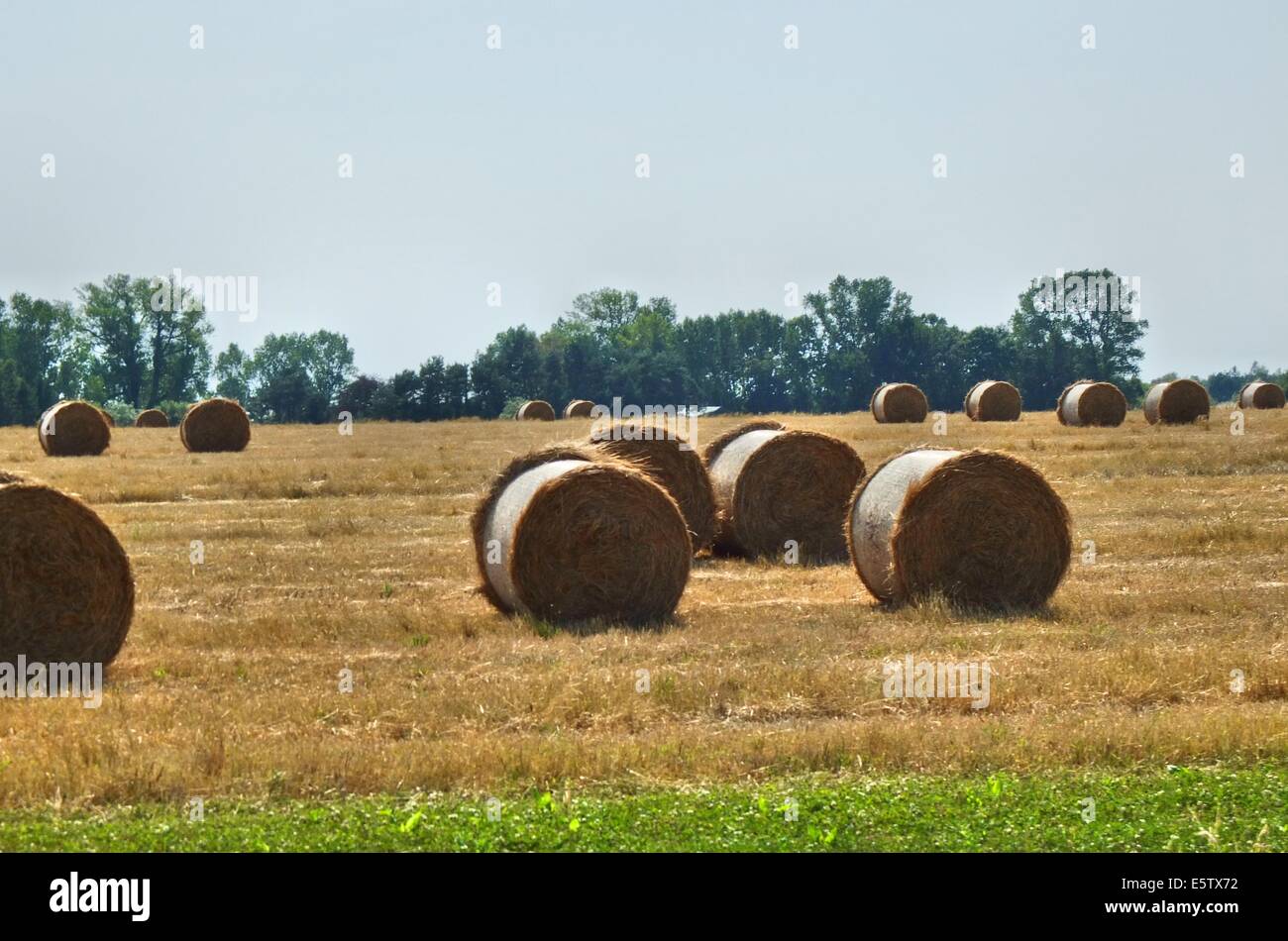 Denmark, Bornholm Island 1st - 4th, August 2014 Farmers during the harvesting process on the Bornholm Island. Agriculture is one of a major sector of the economy of the Bornholm Island. Stock Photo