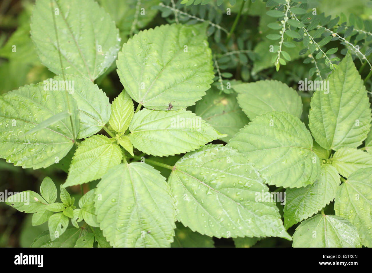Green leaf in the garden for natural background Stock Photo - Alamy