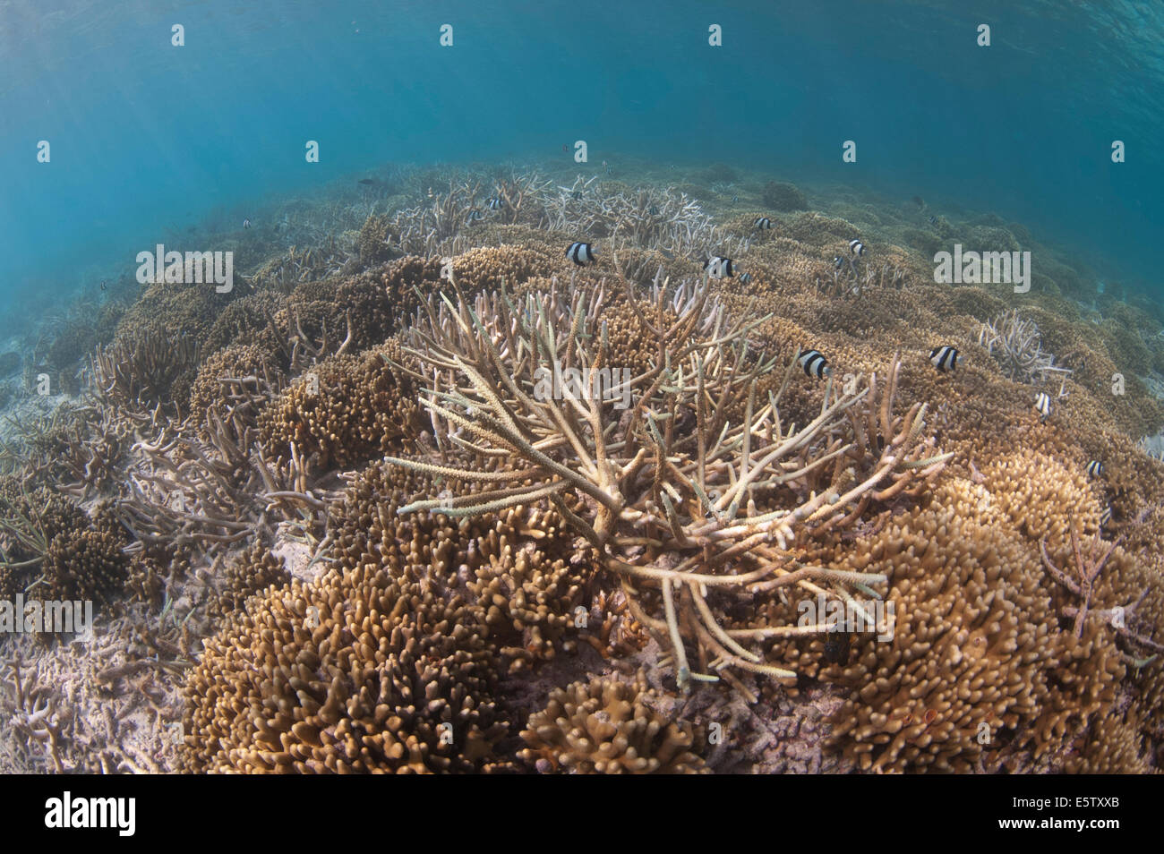 Humbug Dascyllus in a shallow coral garden in Maldives Stock Photo