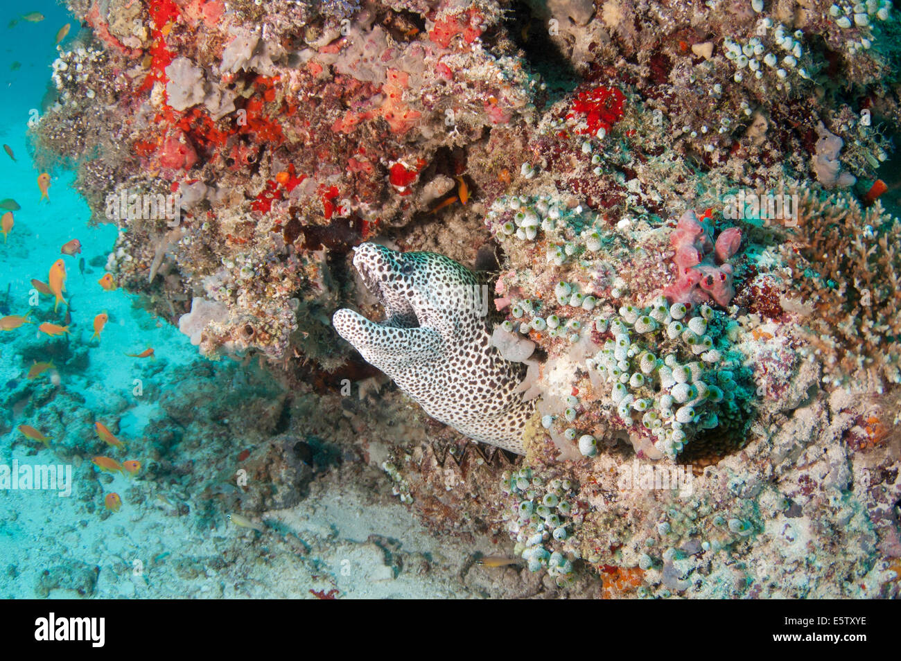 Honeycomb Moray eel inside a rock Stock Photo