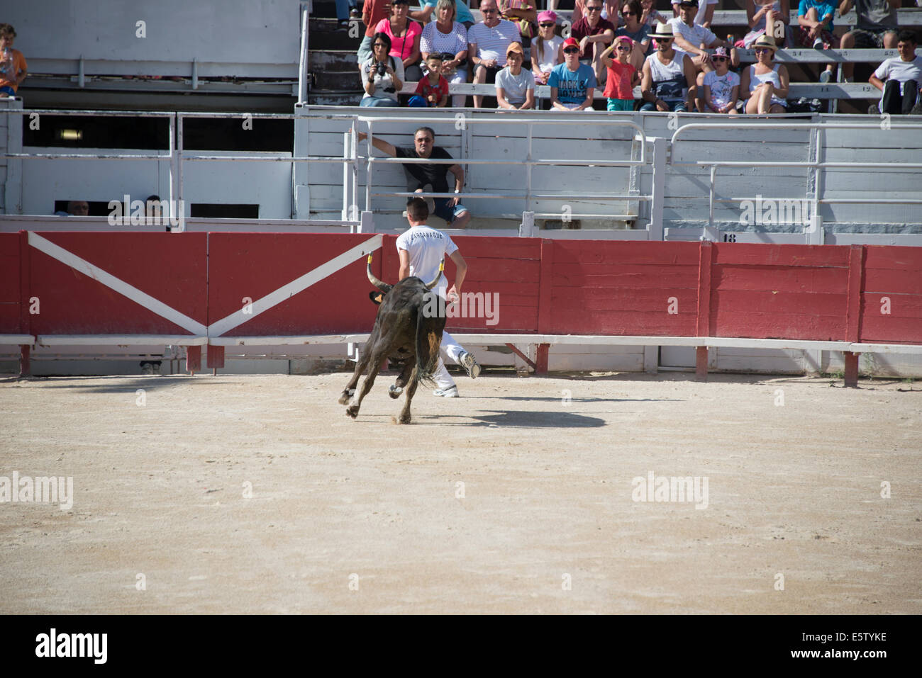 Bull Racing Arles France Stock Photo - Alamy