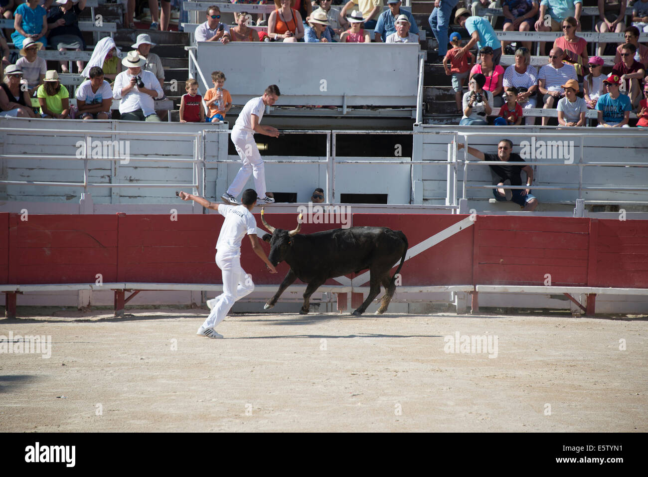 Bull Racing Arles France Stock Photo - Alamy