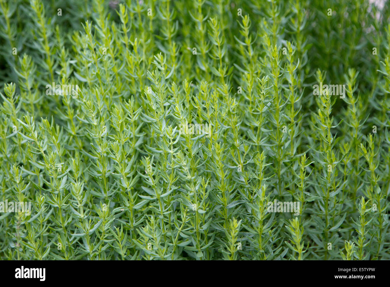 Wormwood plant or Absinthe (Artemisia absinthium) Stock Photo