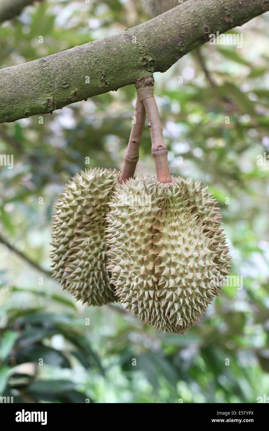 Durians hires stock photography and images Alamy