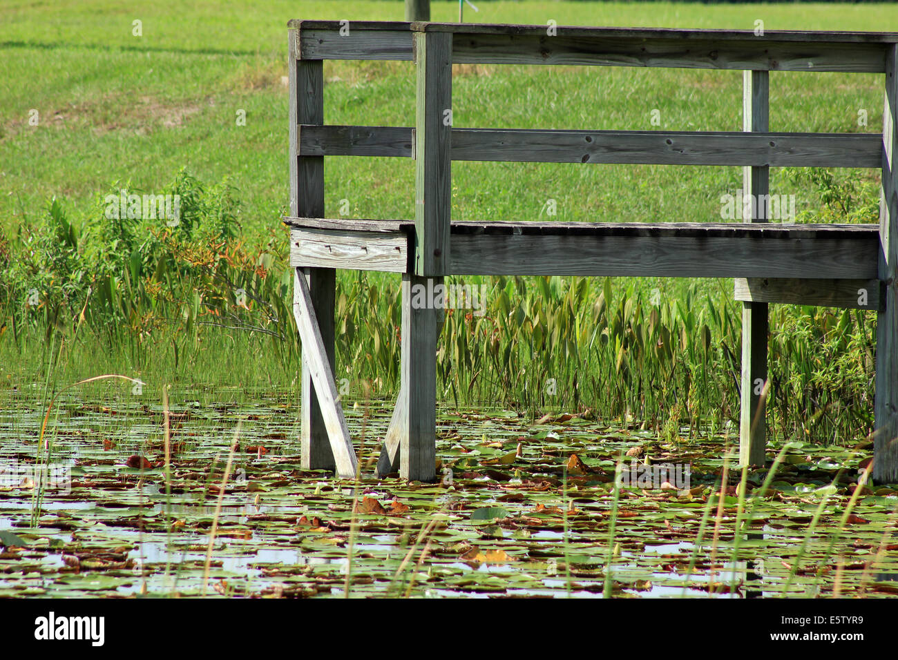 A wooden dock on a lake covered in water lilies in Orlando, Florida, USA Stock Photo