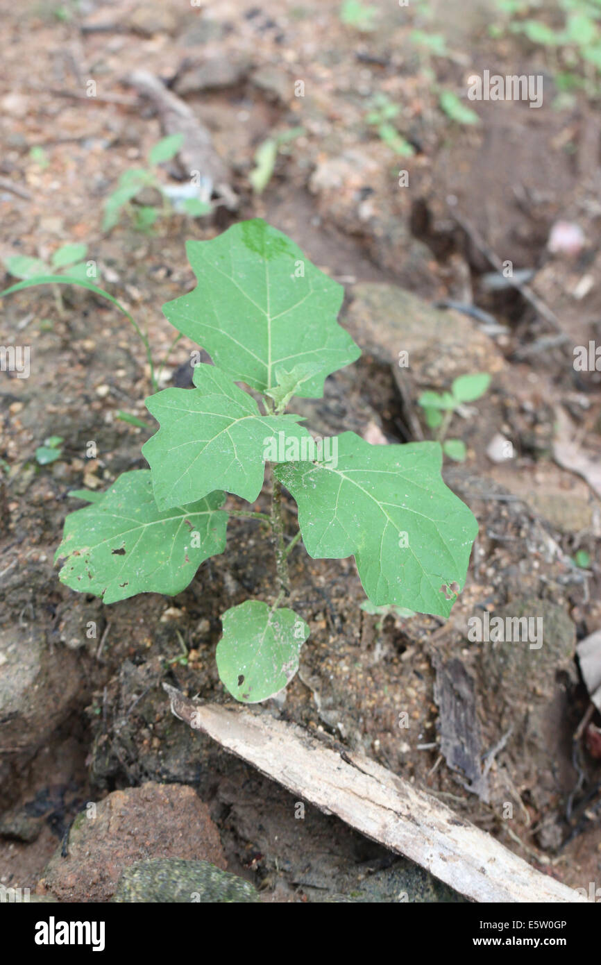 Eggplant seedling plant hires stock photography and images Alamy