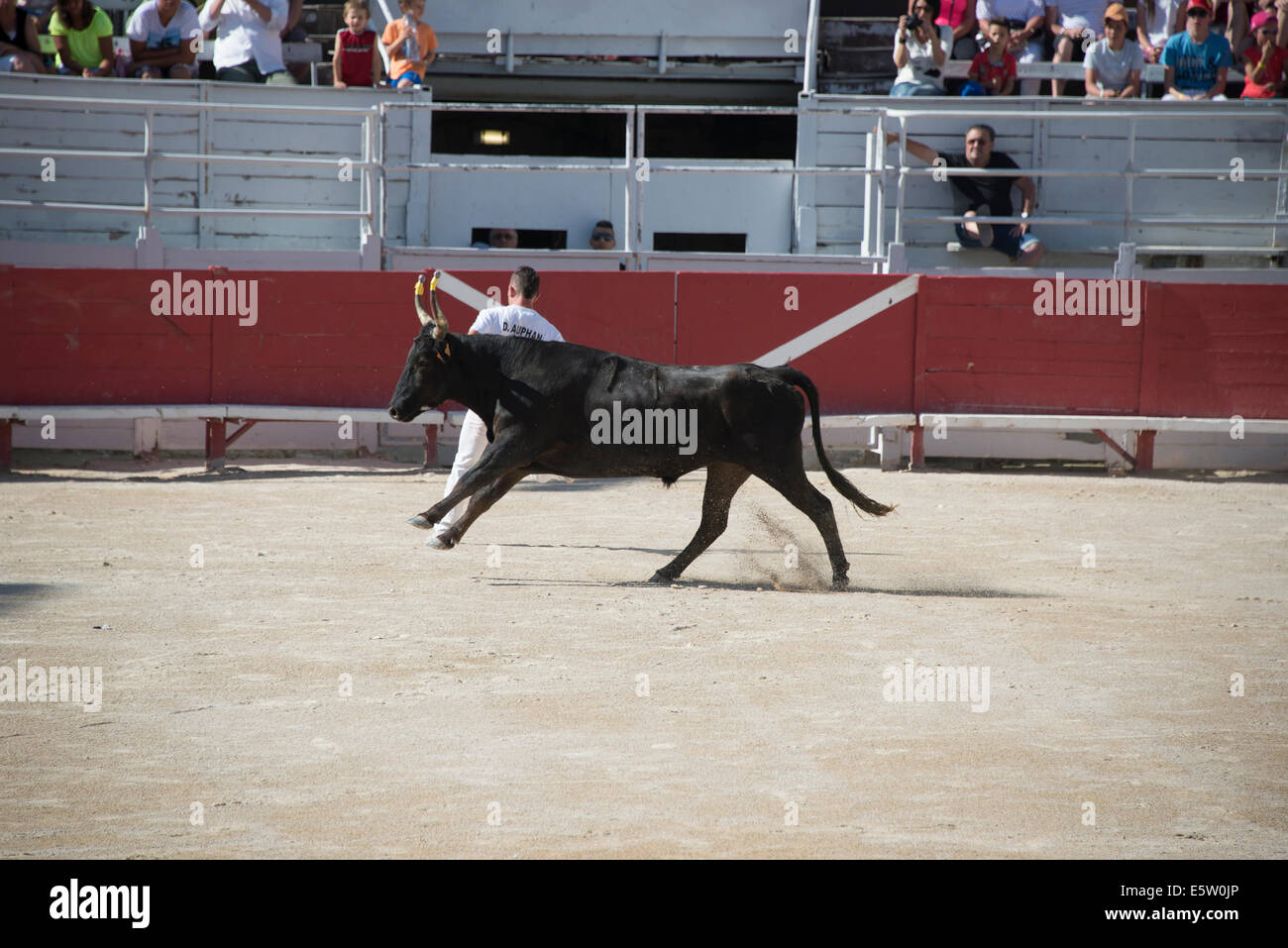 Bull Racing Arles France Stock Photo - Alamy