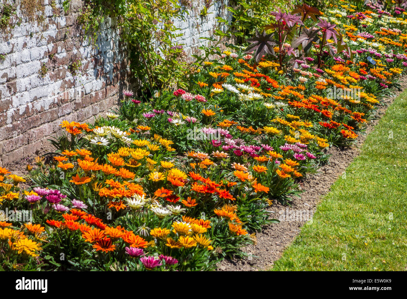Colorful Colourful Daisy Bed Border gardening Stock Photo