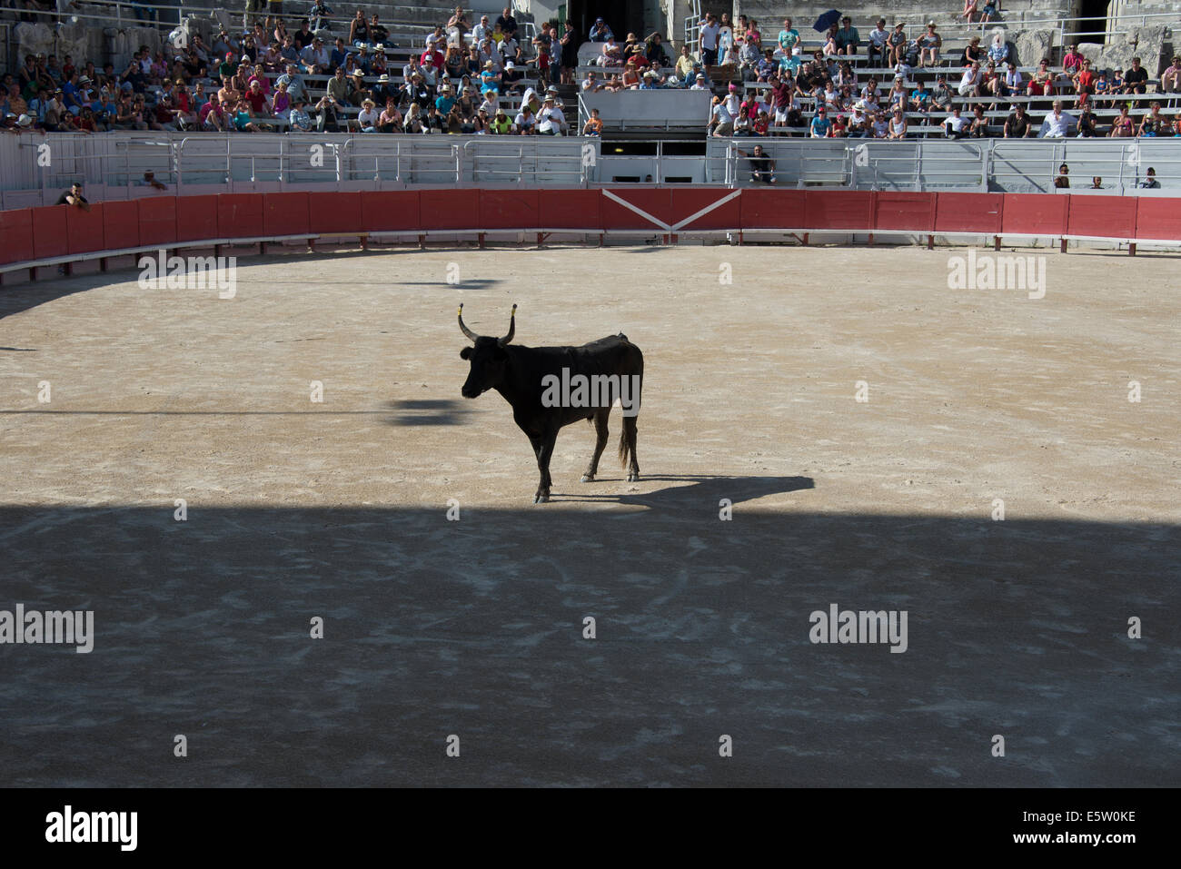 Bull Racing Arles France Stock Photo - Alamy