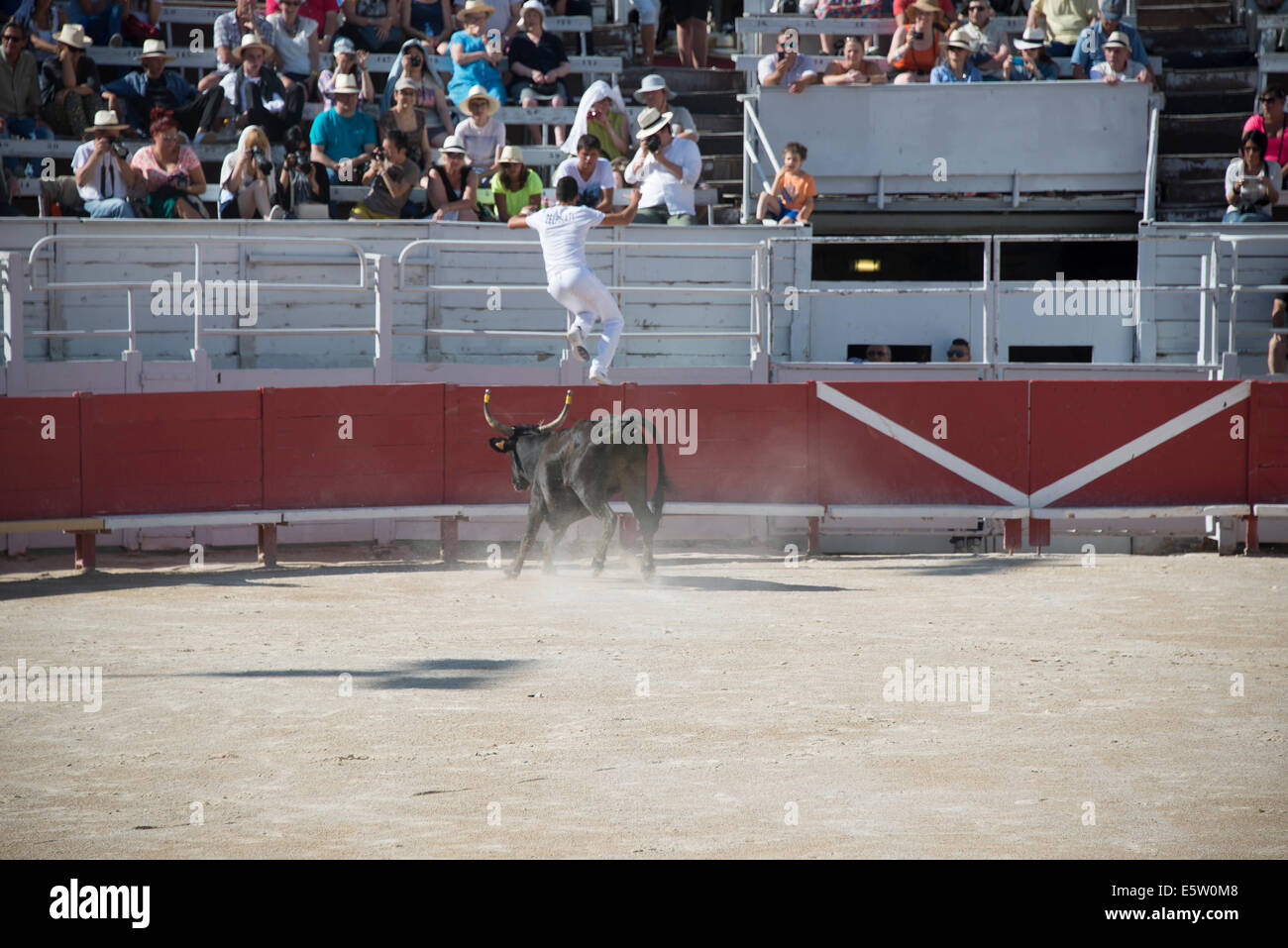 Bull racing in Arles France Stock Photo - Alamy